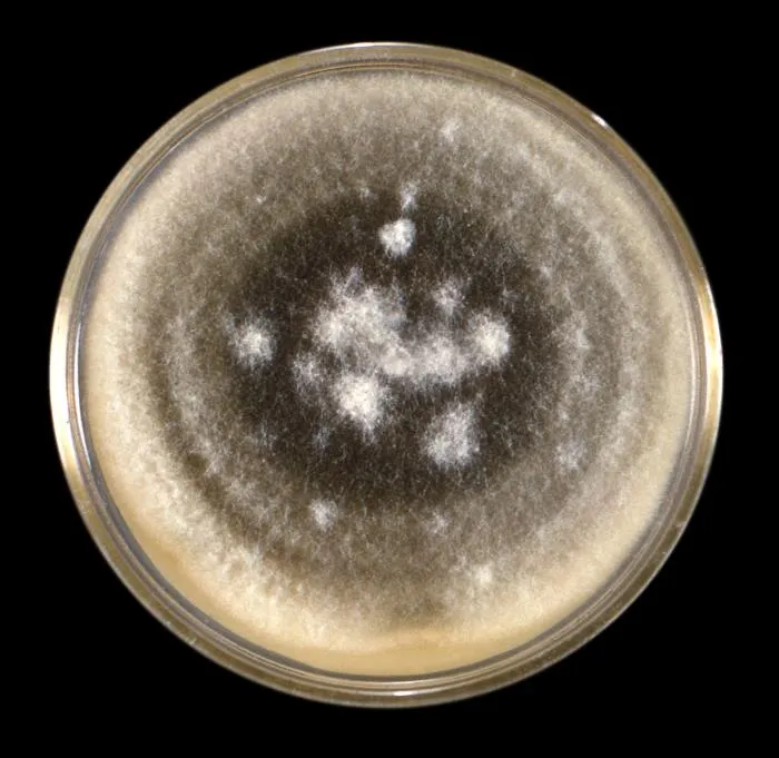 Alternaria sp. culture on Sabouraud dextrose agar (CDC Public Health Image Library, public domain) — the woolly grey-green to olive-brown colony this genus forms.