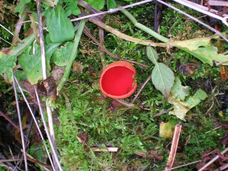 Scarlet elf cup (Sarcoscypha coccinea), a cup fungus in the Ascomycota (Wikimedia Commons, public domain) — a representative ascomycete fruiting body.