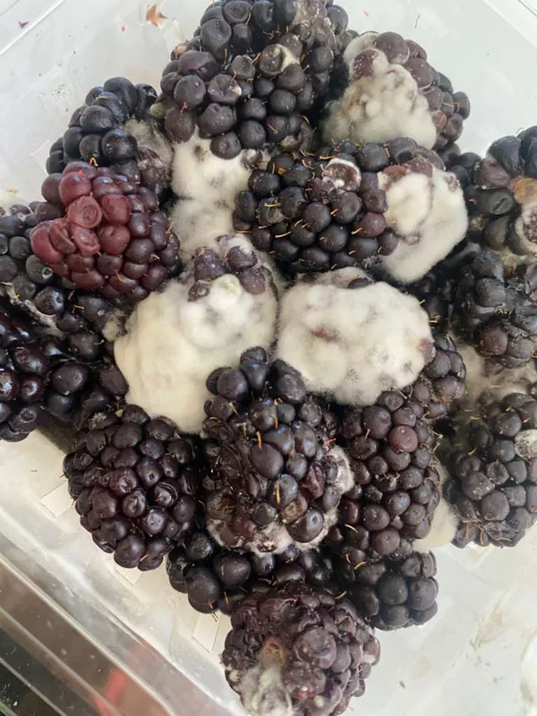 Grey-white fuzzy mould blooming across blackberries in a produce clamshell — the "gray mold" presentation Botrytis is named for, and the decaying-fruit spore source that carries it indoors.