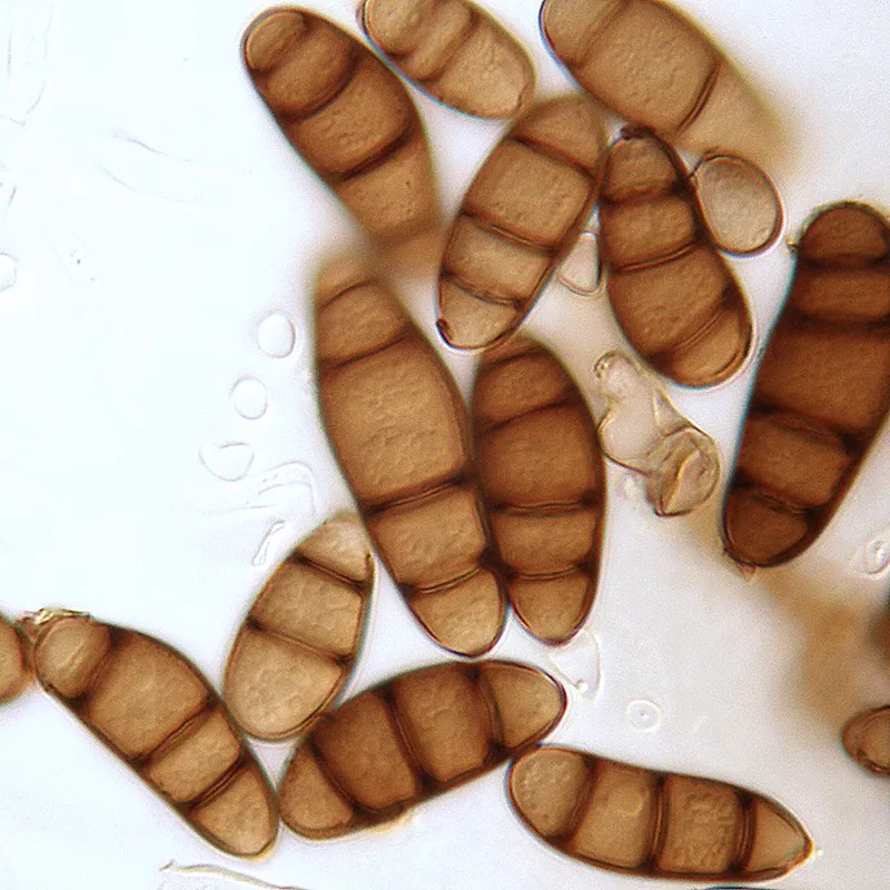 Light micrograph of Curvularia conidia (Wikimedia Commons, CC0 public-domain dedication) — the curved, multi-celled spores that define this genus.