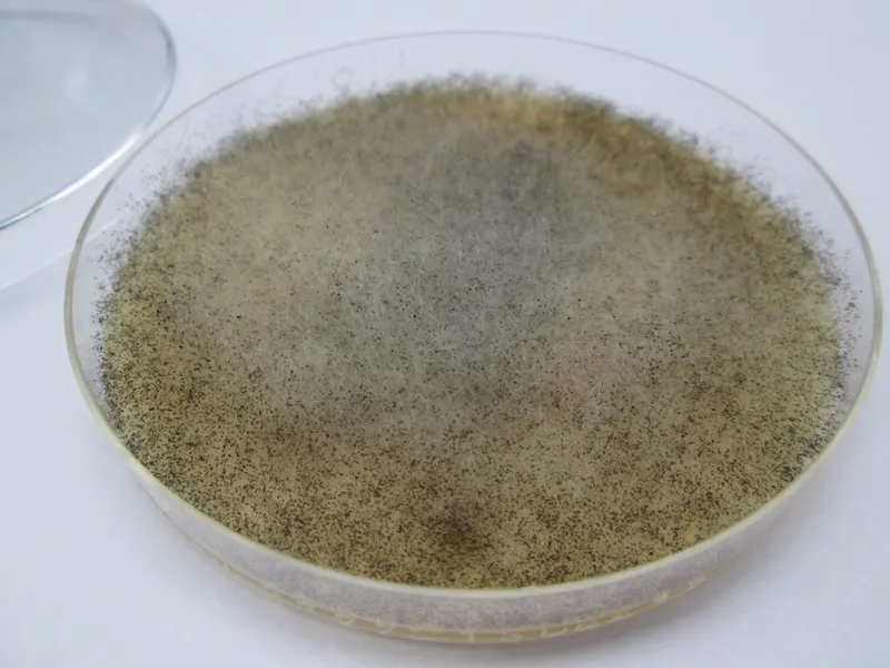 Mucor racemosus culture on Sabouraud agar (Wikimedia Commons, CC0 public-domain dedication) — a fast-growing Mucorales mold.