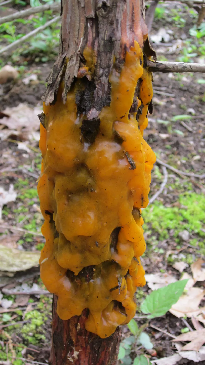 A vivid orange plasmodial slime mold on wood (Wikimedia Commons, CC0 public-domain dedication) — representative of the Myxogastria reported on spore-trap panels.