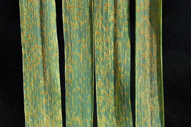 Wheat leaf rust (Puccinia triticina) pustules on wheat leaves (USDA Agricultural Research Service, public domain) — representative of the rust fungi (Pucciniales).